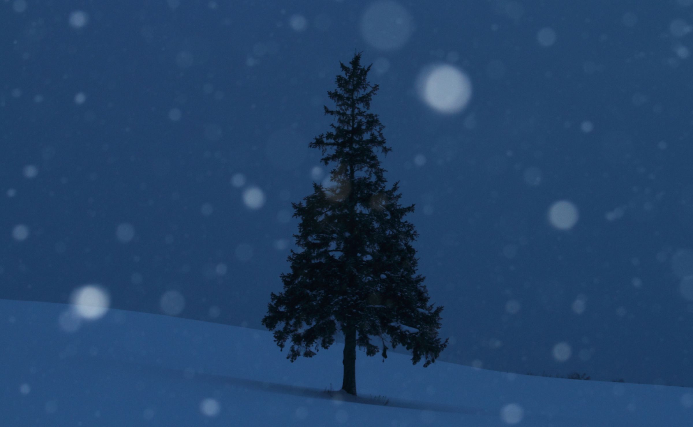 雪の中の・・クリスマスツリーの木 | GANREF