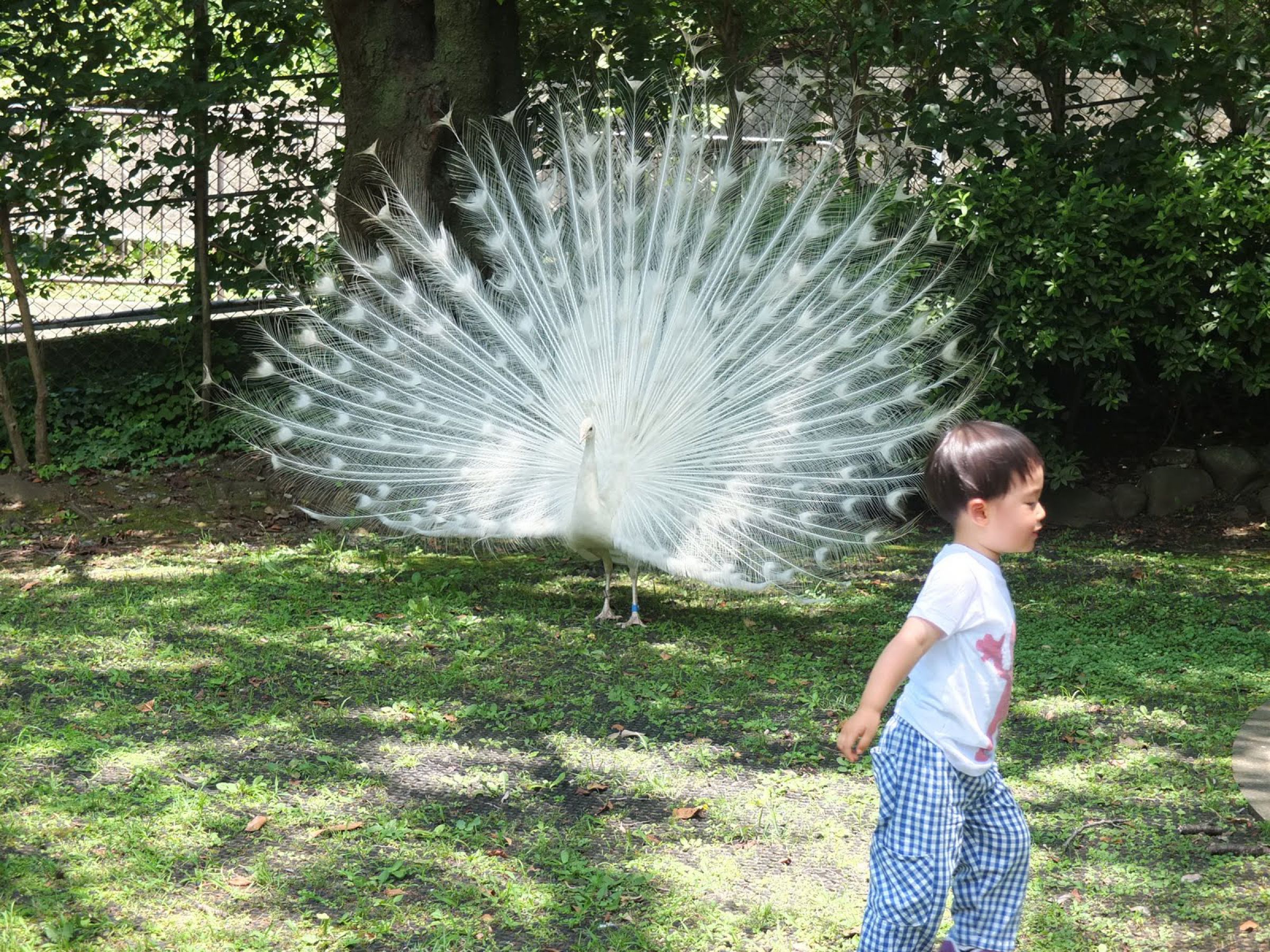 Tnewties 孔雀が裏庭にいる　トップス　Mサイズ 孔雀に会いに | sigma 28-70mm f2.8 DG GN｜鈴木ユートピア