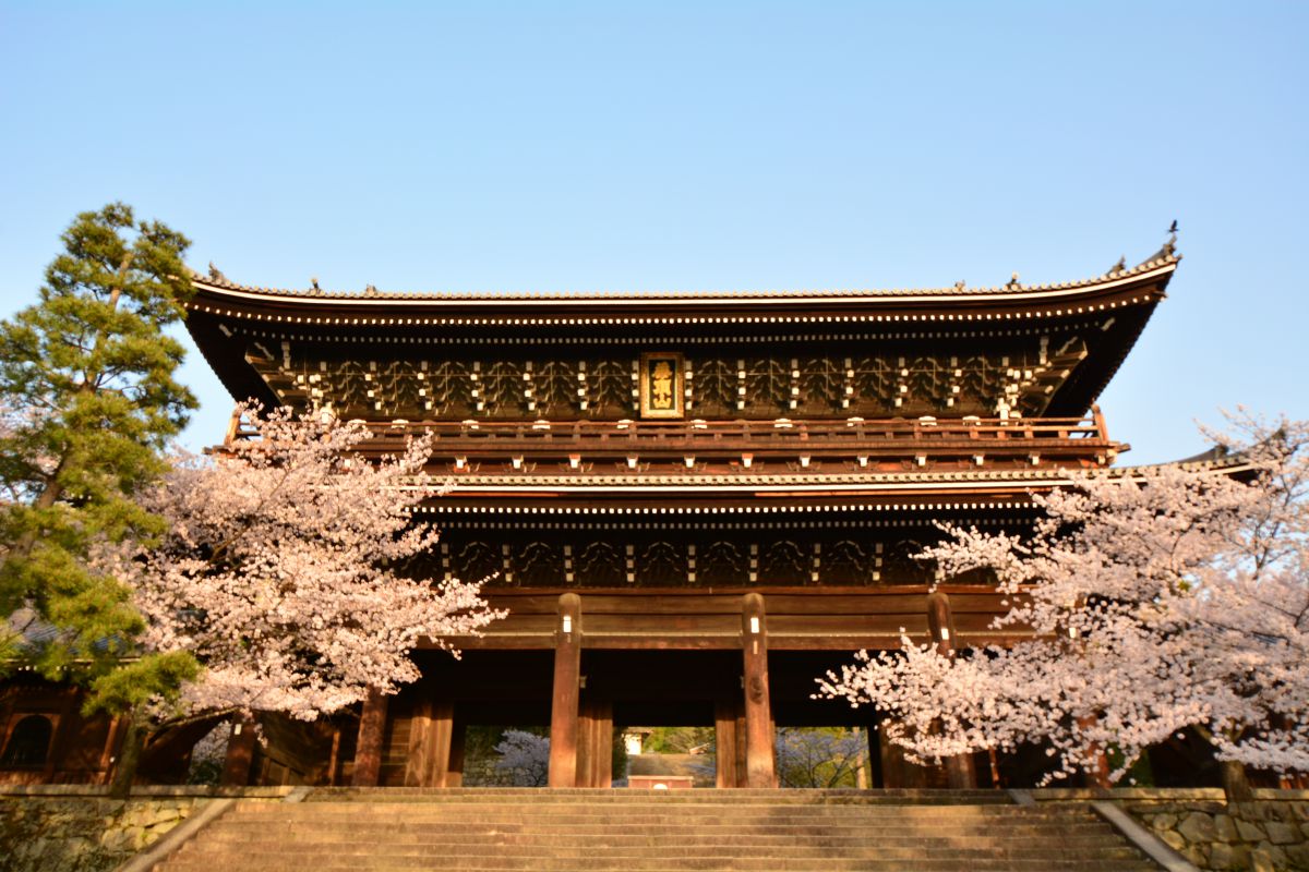 知恩院の桜 植物 樹木 Ganref