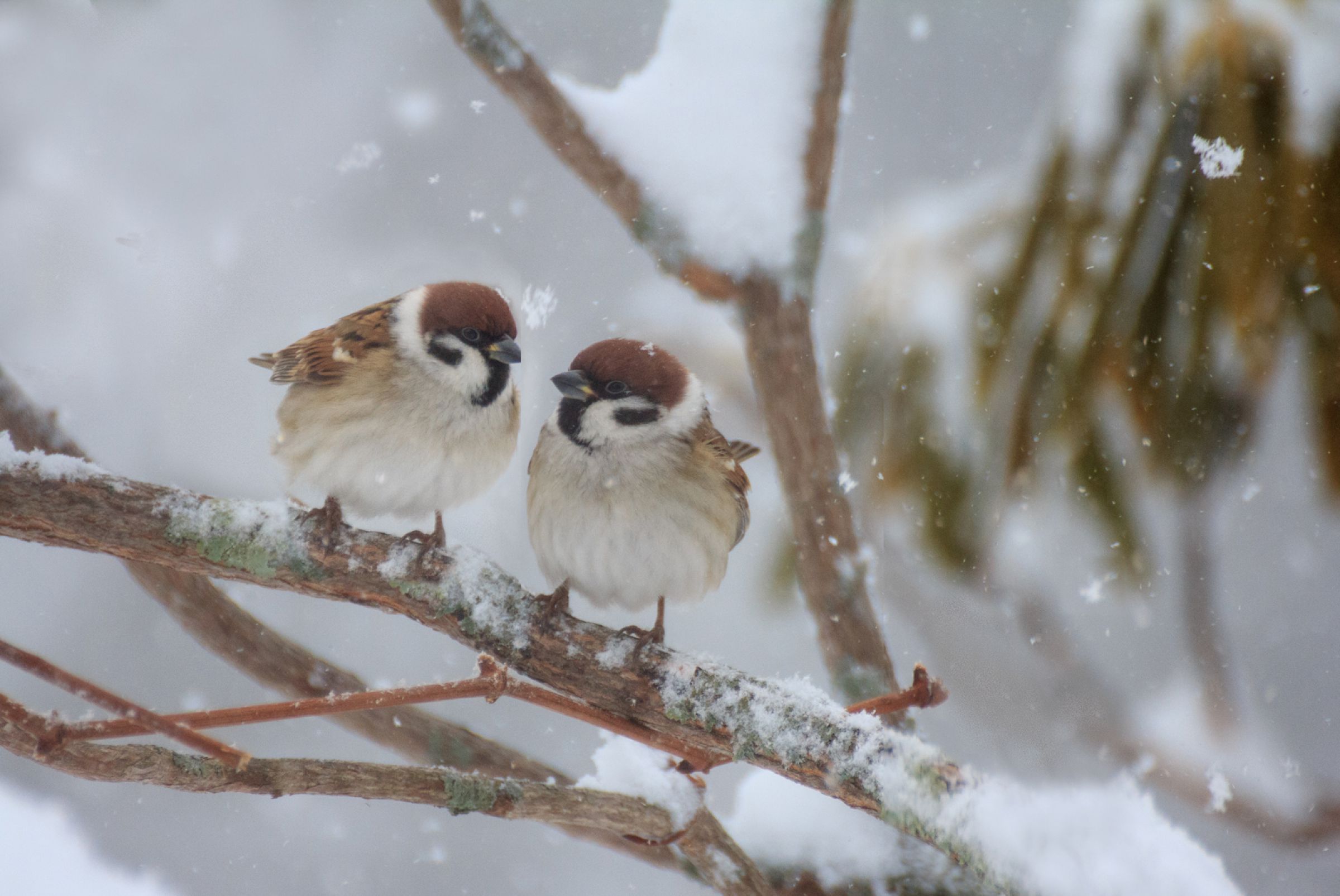 雪渓に寒椿に寄り添う雀 こまちどおり チンチャ たのしい！🩵