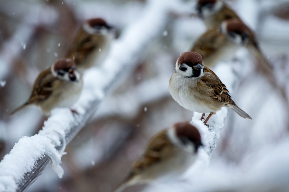 EF-S55-250mm F4-5.6 IS STMで撮影された写真 | 写真検索 | GANREF