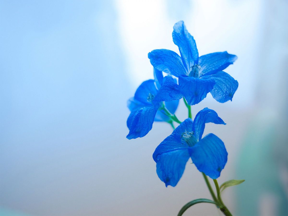 LUMIX DMC-GF1で撮影された写真 | 写真検索 | GANREF