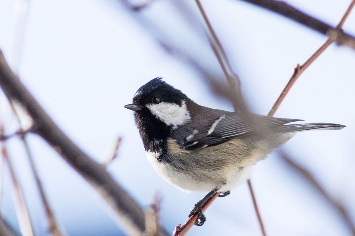 ❤自撮り&動画❤EOS 60D❤高性能❤初心者お勧め❤高画質❤大人気❤ ❤ Canon EOS 60D 一眼レフ カメラ キヤノン 初心者オススメ