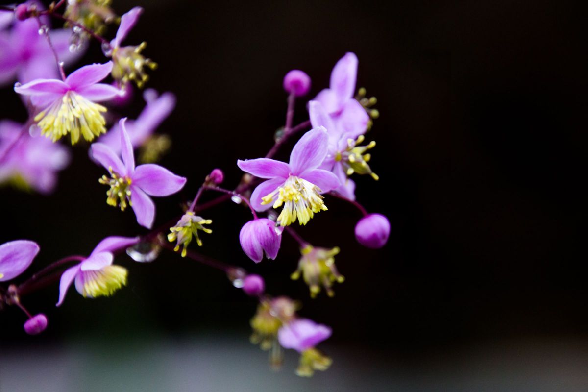 タリクトラムデラバイ5129 GANREF