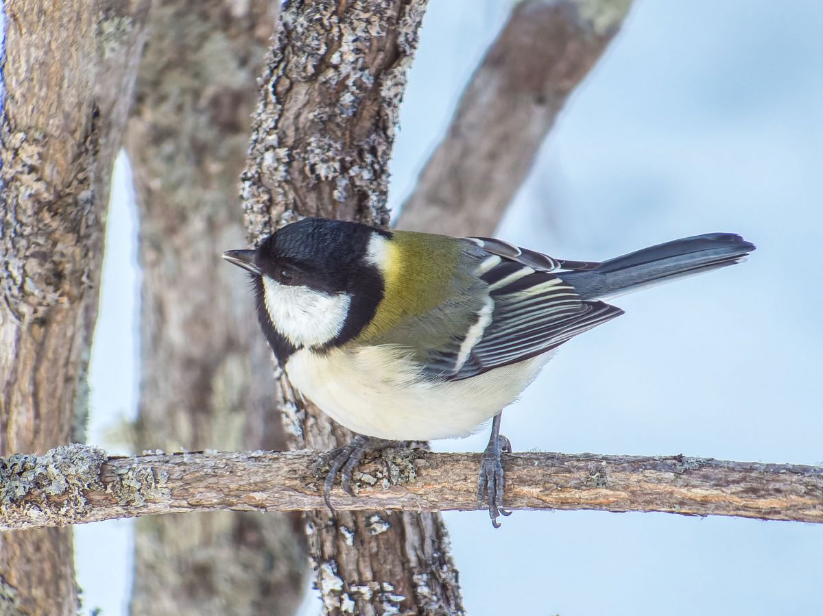 MDAwMDAyNDUzNA_MC41NDkwOTYwMCA