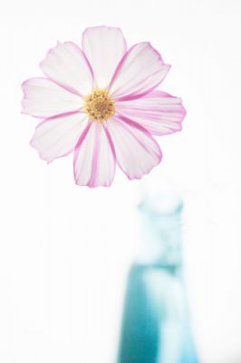 Eos 1d Mark Iiで撮影された写真 写真 Ganref