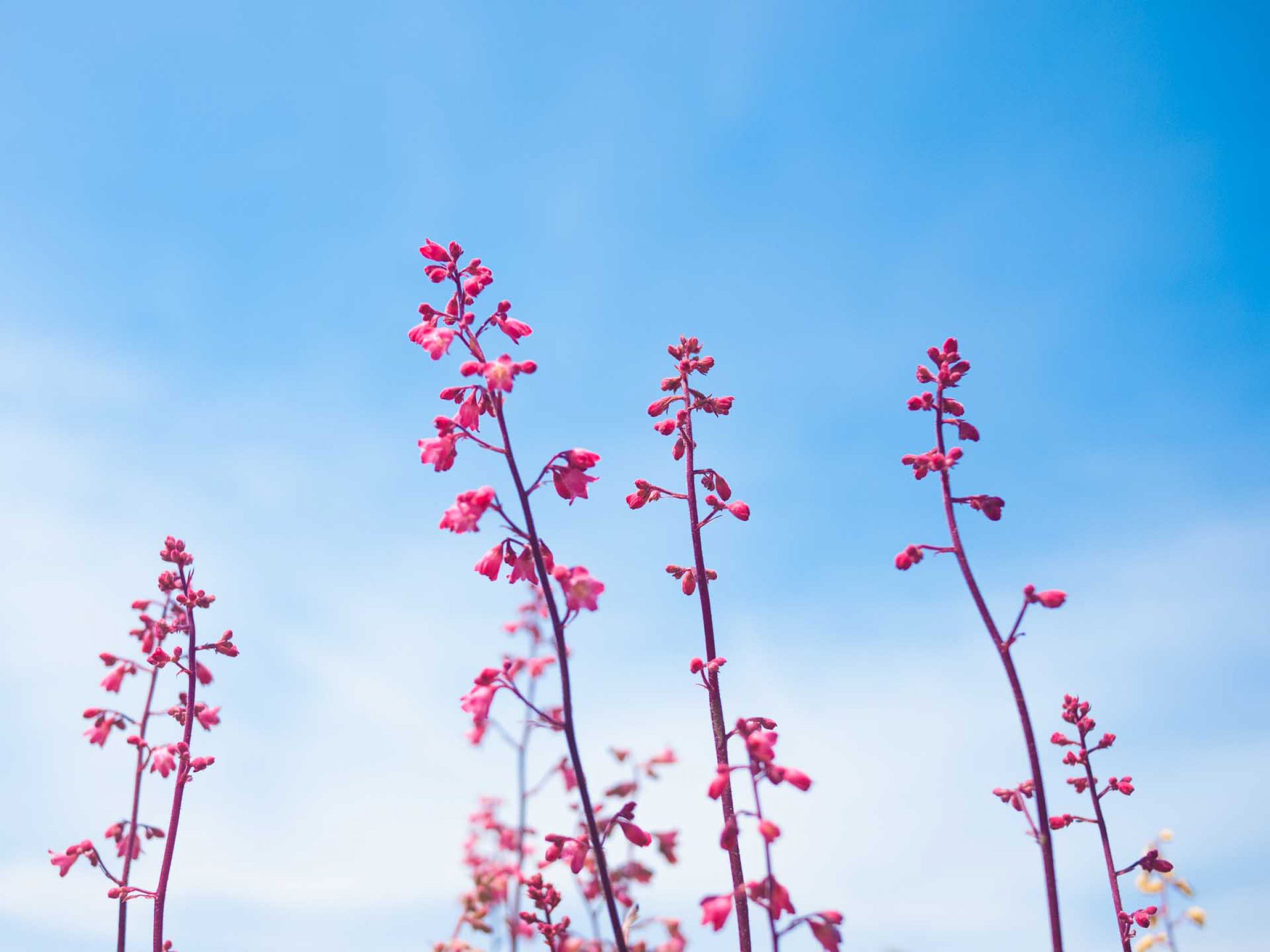 空へ | GANREF