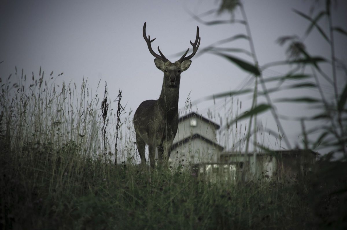 AF-S DX VR Zoom-Nikkor 55-200mm f/4-5.6G IF-EDで撮影された写真