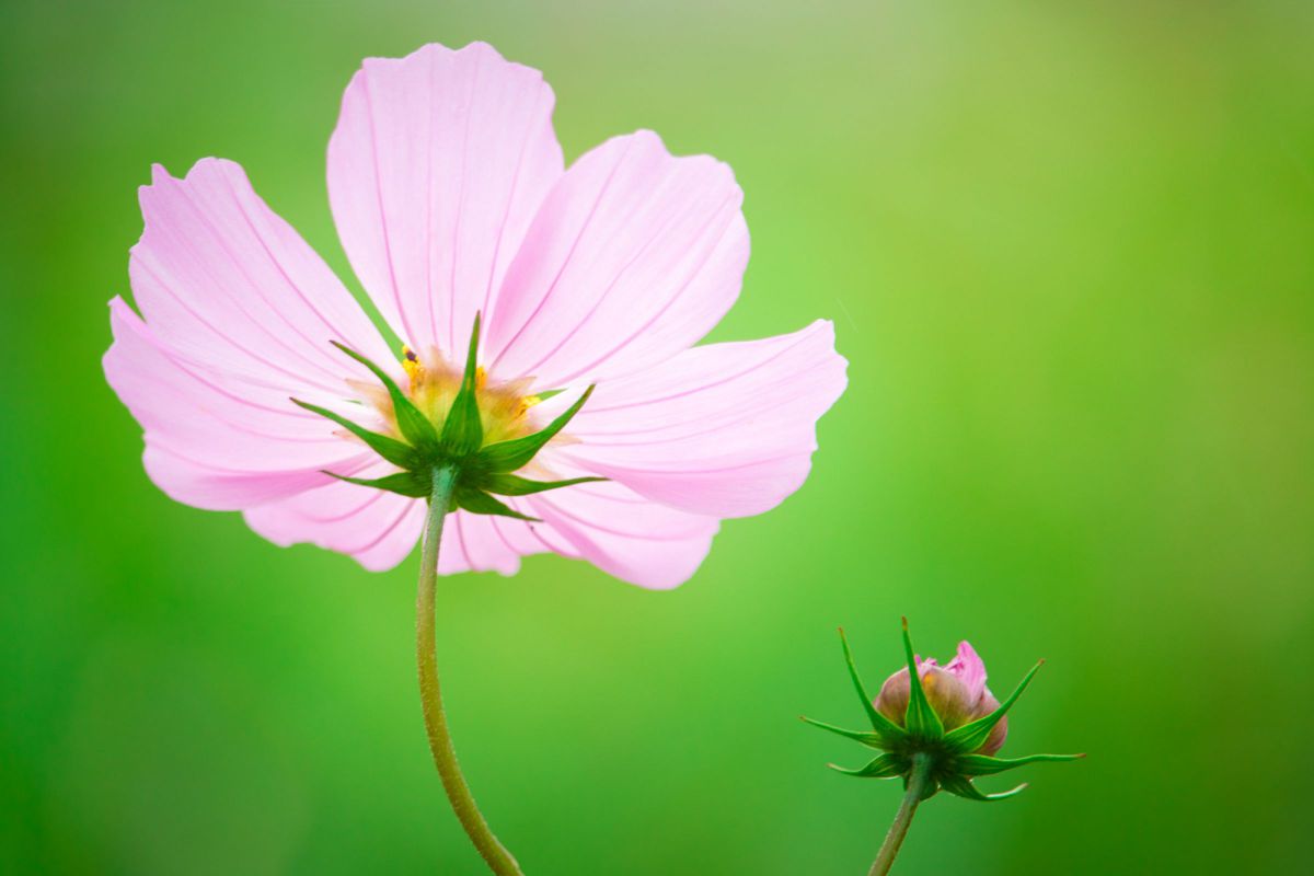 EF-S55-250mm F4-5.6 IS STMで撮影された写真 | 写真検索 | GANREF