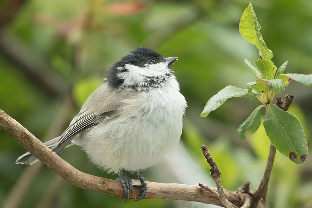 EF-S55-250mm F4-5.6 IS STMで撮影された写真 | 写真検索 | GANREF