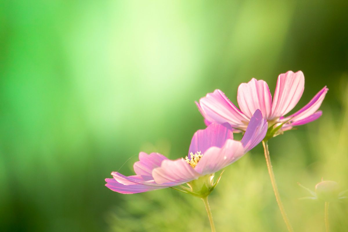 スマホ写真卒業❣️ EF-S 55-250mm IS II キレイに寄れる✨ スマホ写真卒業❣️ EF-S 55-250mm IS II キレイに寄れる✨