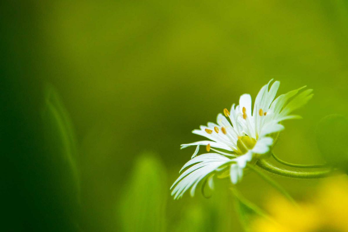 EF-S55-250mm F4-5.6 IS STMで撮影された写真 | 写真検索 | GANREF