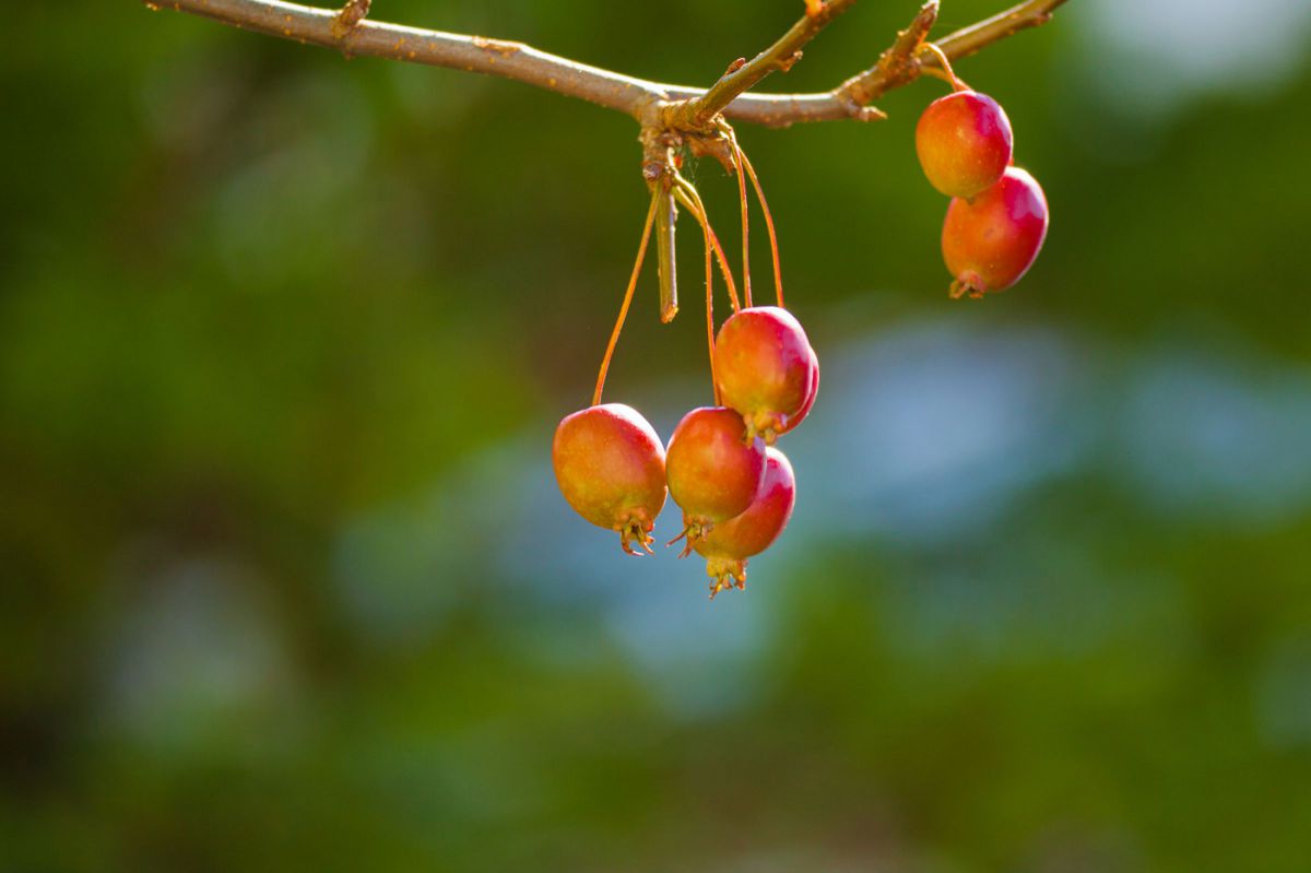 APO 180mm F3.5 EX DG MACRO /HSMで撮影された写真 | 写真検索 | GANREF