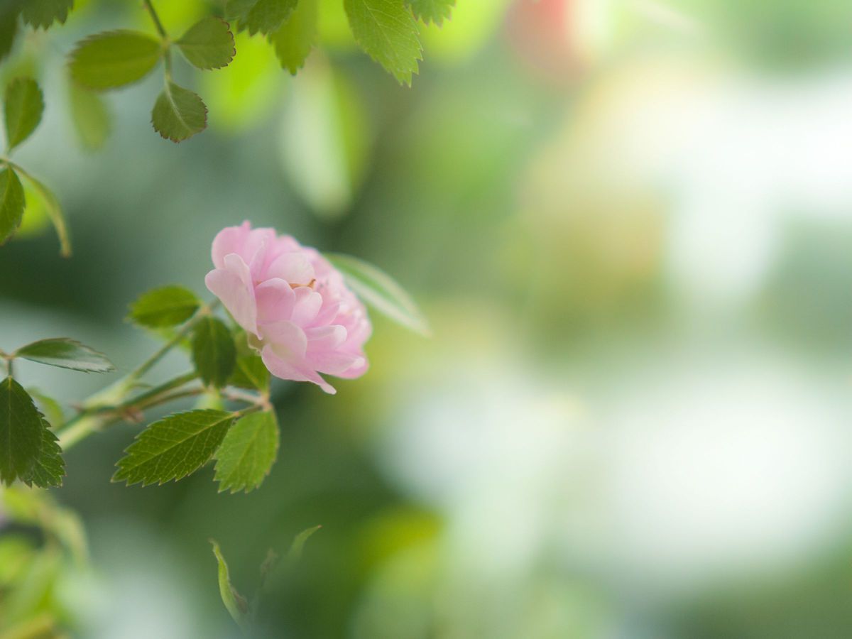 ✨極美品✨ニコン AF 60mm F2.8D❤️ときめくボケ感！ Amazon | Nikon 単焦点マイクロレンズ AF-S Micro 60mm f/2.8G