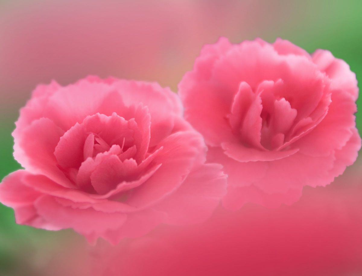 EF-S55-250mm F4-5.6 IS STMで撮影された写真 | 写真検索 | GANREF