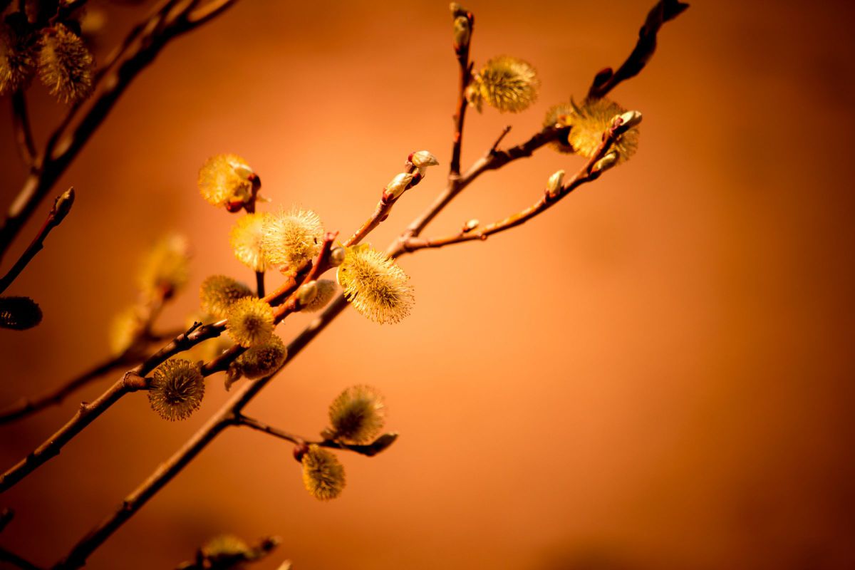 EF-S55-250mm F4-5.6 IS STMで撮影された写真 | 写真検索 | GANREF