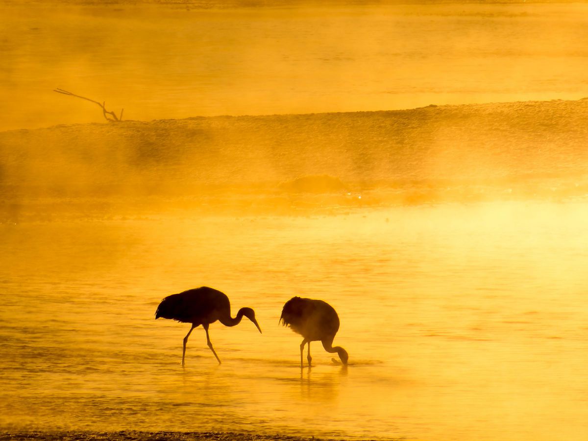 【作例あり】ジャンク Canon Powershot SX50 HS キヤノン PowerShot SX50 HS 作例 - PhotoXP