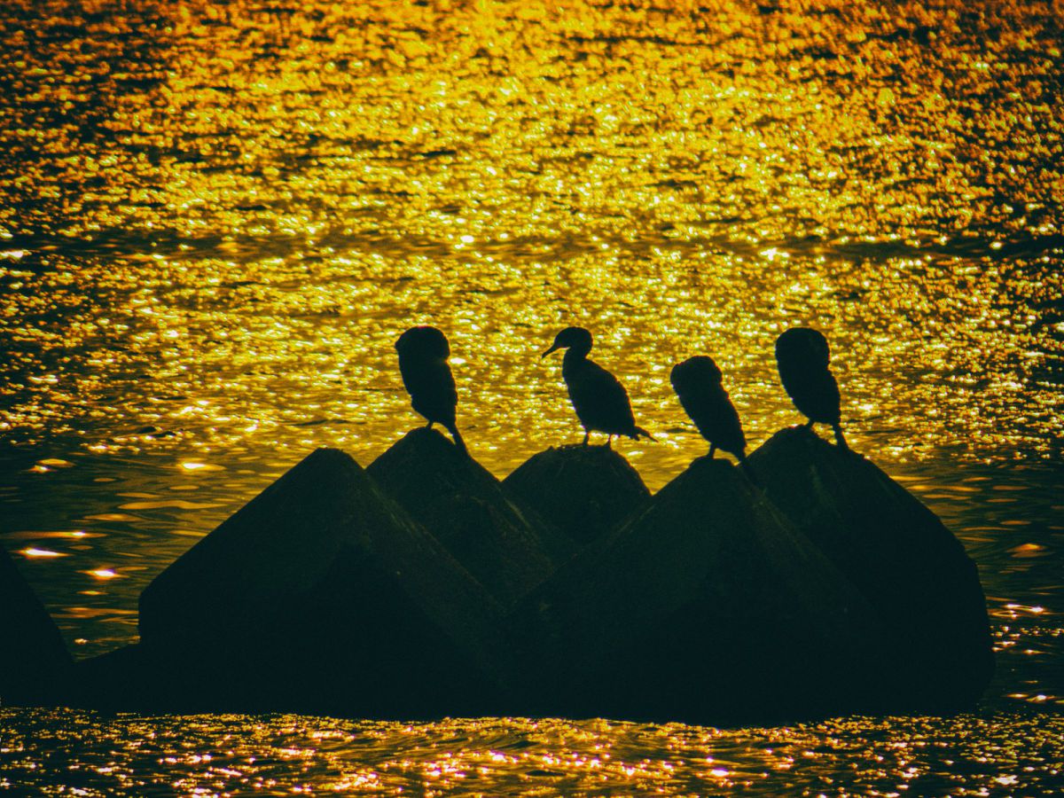 【作例あり】ジャンク Canon Powershot SX50 HS 作例あり】ジャンク Canon Powershot SX50 HS Canon Powershot