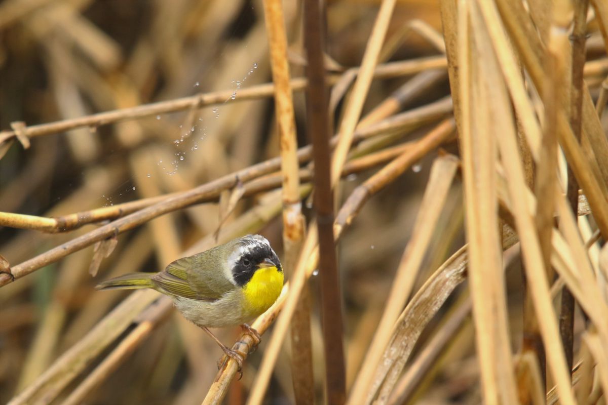カオグロアメリカムシクイ 動物 鳥類 Ganref