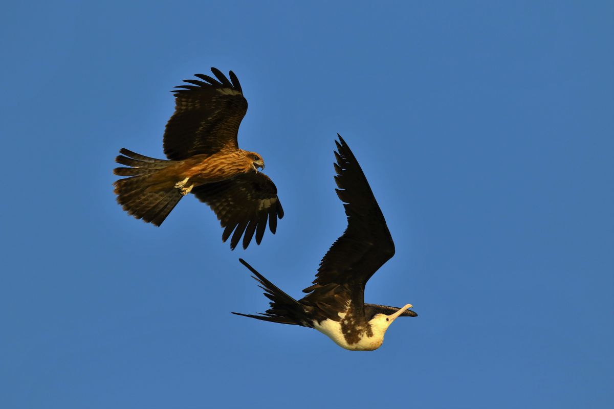オオグンカンドリとトビ6035 動物 鳥類 Ganref