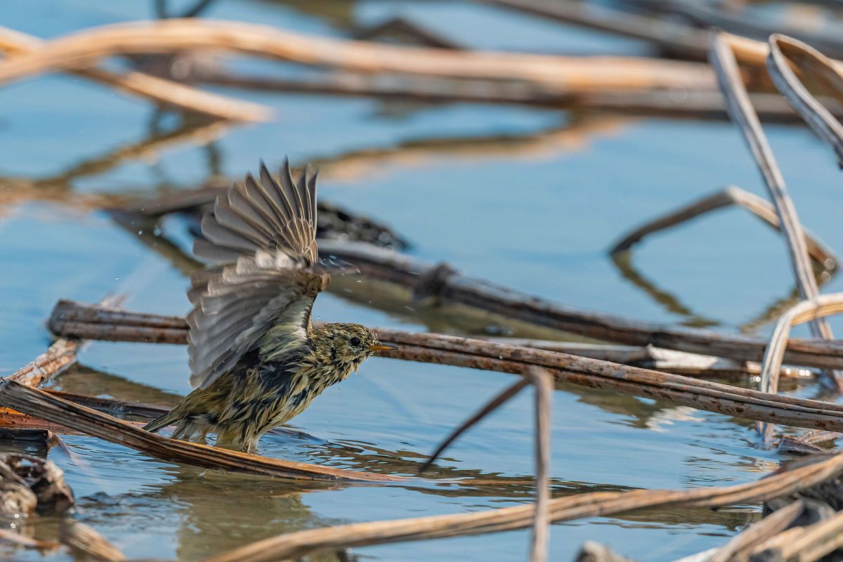 マキバタヒバリ6560 GANREF