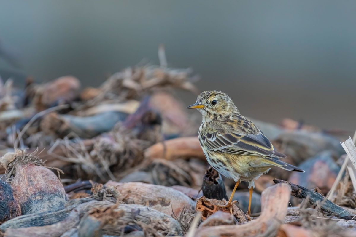 マキバタヒバリ5636 GANREF