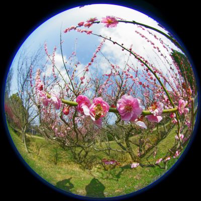 4 5mm F2 8 Ex Dc Circular Fisheye Hsmで撮影された写真 写真 Ganref