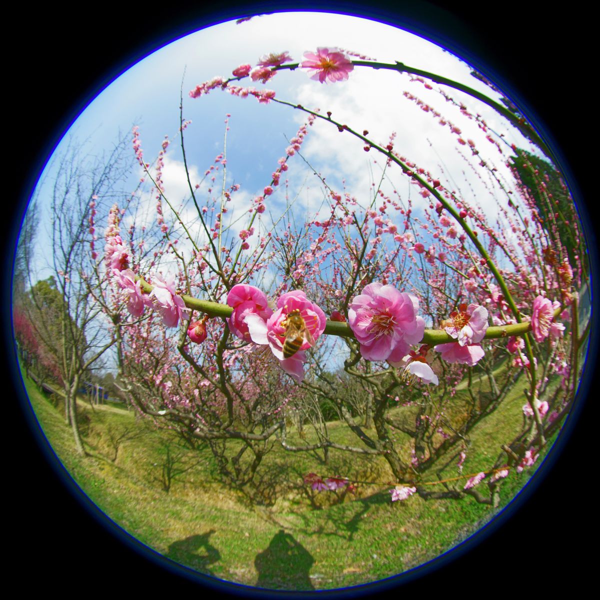 4.5mm F2.8 EX DC CIRCULAR FISHEYE HSMで撮影された写真 | 写真検索