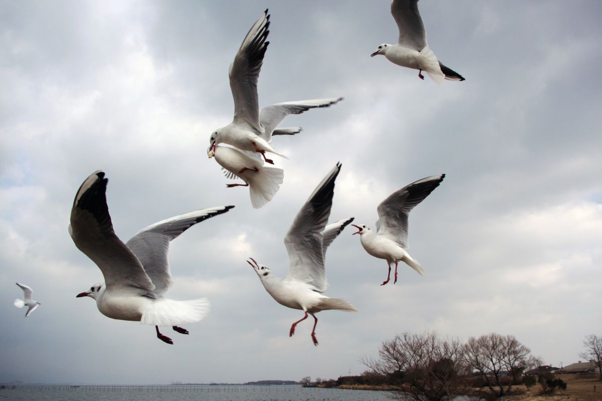 1 NIKKOR VR 10-100mm f/4.5-5.6 PD-ZOOMで撮影された写真 | 写真検索 