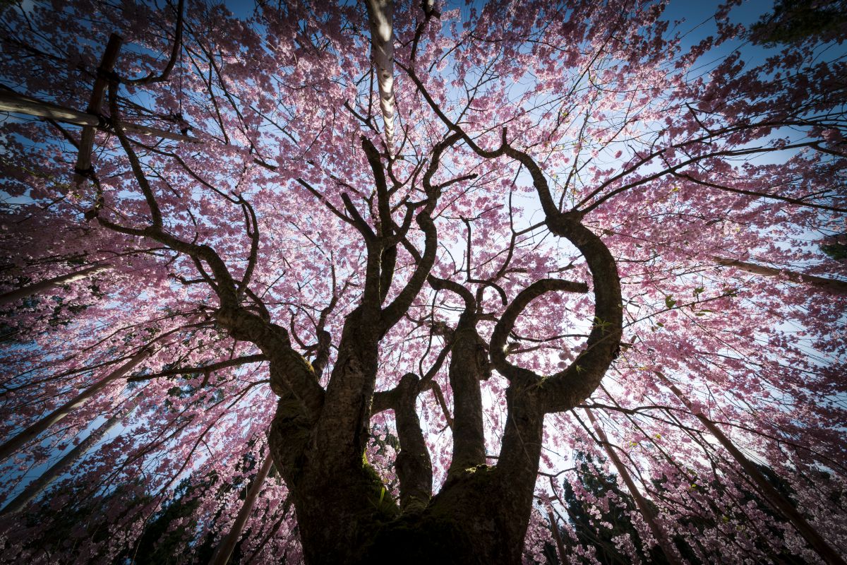 12-24mm F4.5-5.6 II DG HSMで撮影された写真 | 写真検索 | GANREF