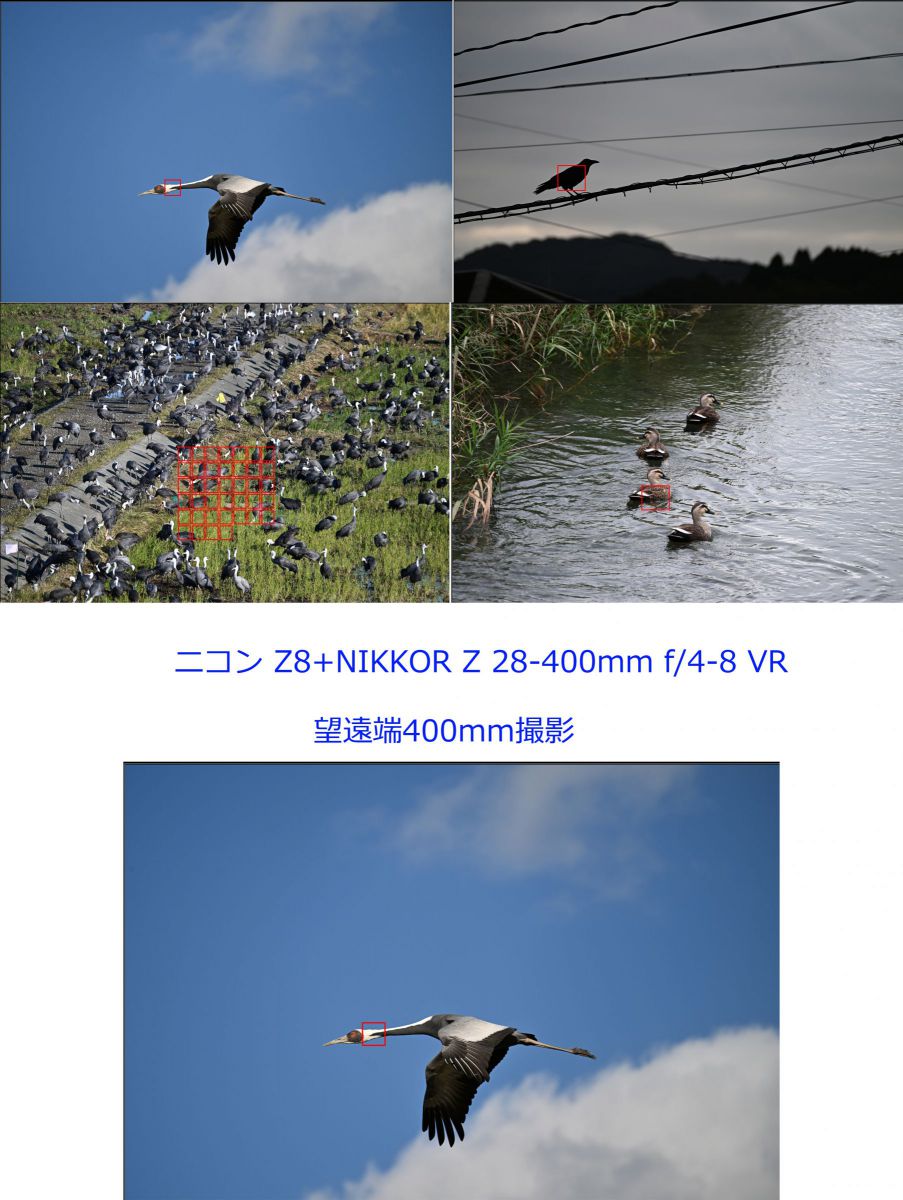 ニコン Z8＆超望遠レンズ］レビュー13「鳥専用モードって凄い！」 | GANREF