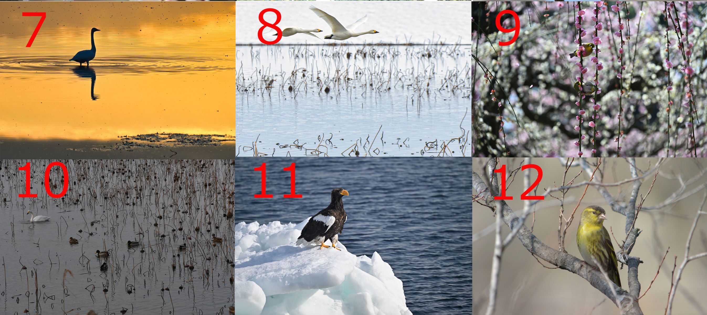 NKY⚠️プロフ必読　ご確認用画像 ニコンZ6Ⅲ］レビュー7「鳥認識についてZ8、Z7Ⅱと比較」 | GANREF