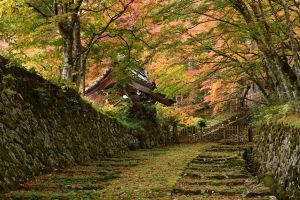 雨上がりの参道 | GANREF