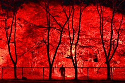 赤い森のおはなし