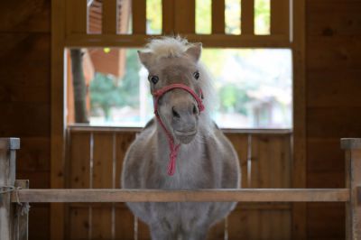 ポートレート？