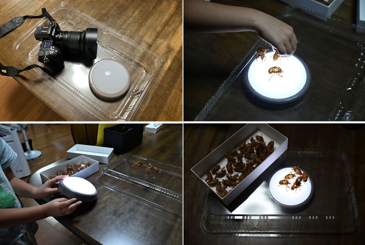 ニコンZ6Ⅲ］レビュー32「空蝉ってフォトジェニック！」 | GANREF