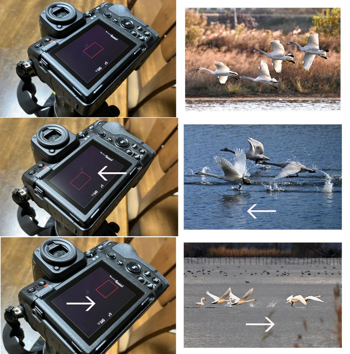 ニコン Z8＆超望遠レンズ］レビュー24「鳥専用モードの利便性と限界