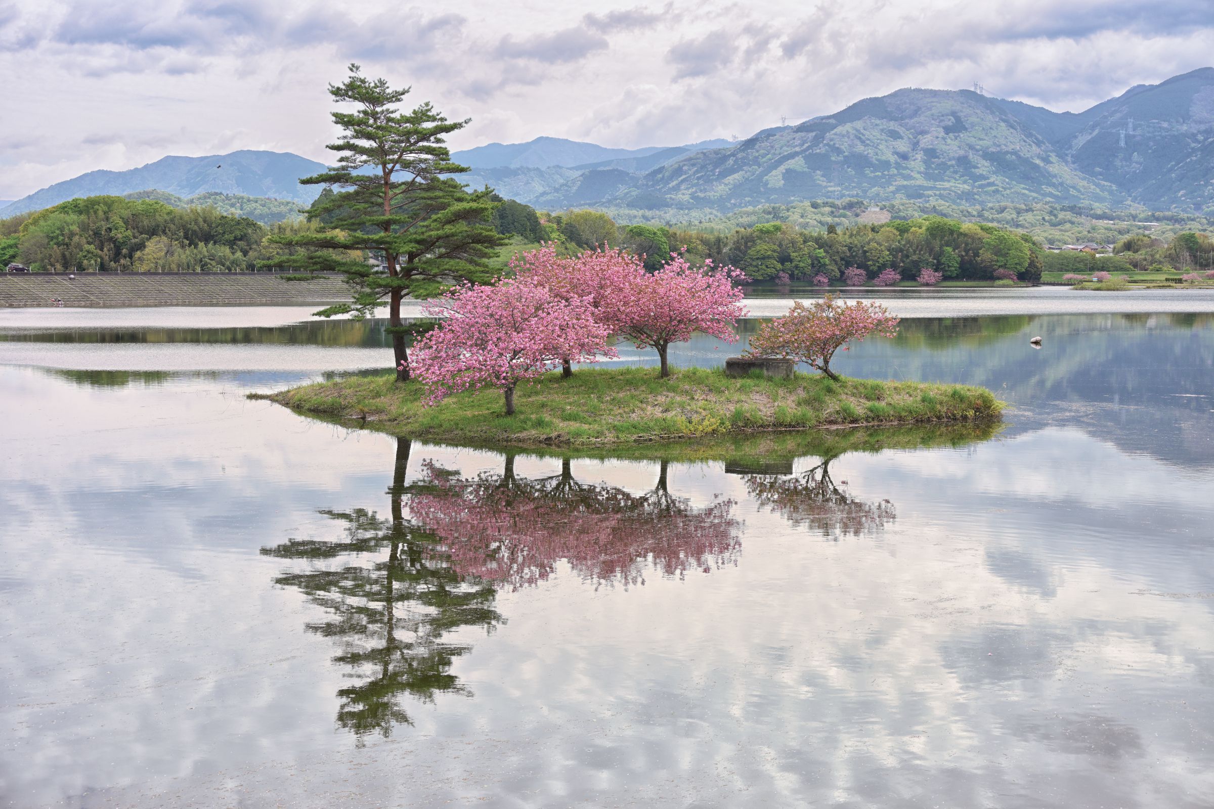 浮島の八重桜 | GANREF