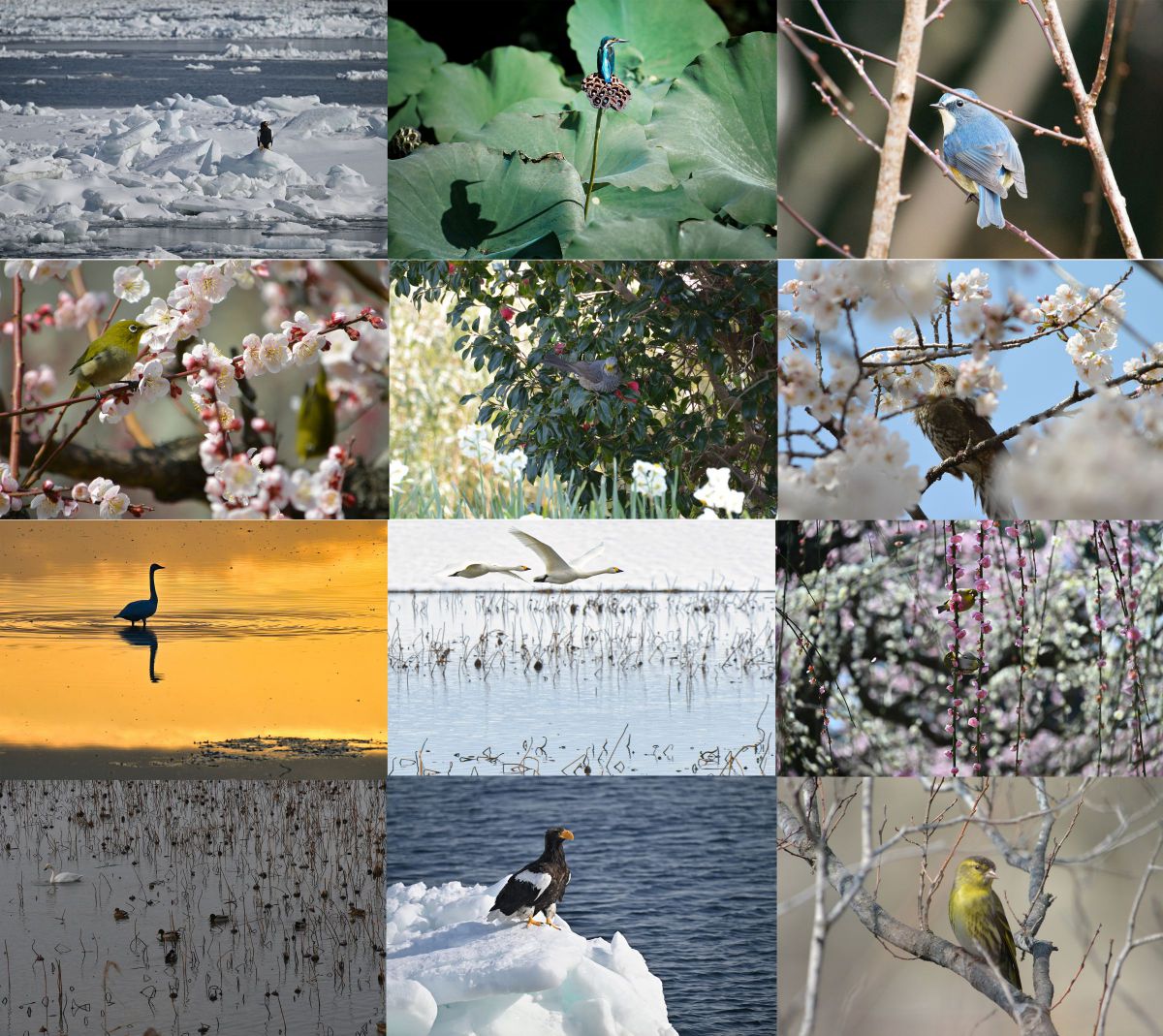 ニコンZ6Ⅲ］レビュー7「鳥認識についてZ8、Z7Ⅱと比較」 | GANREF