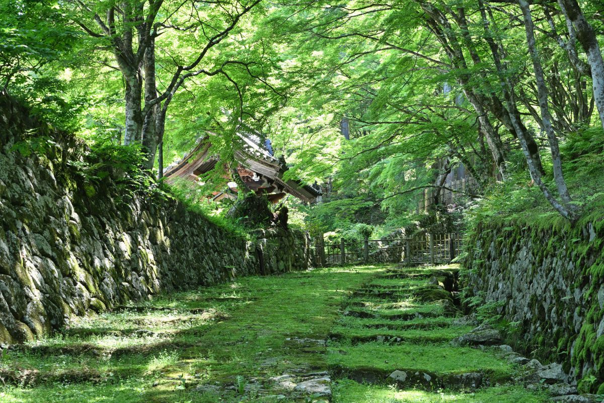 NIKKOR Z DX 16-50mm f/2.8 VRで撮影された写真 | 写真検索 | GANREF