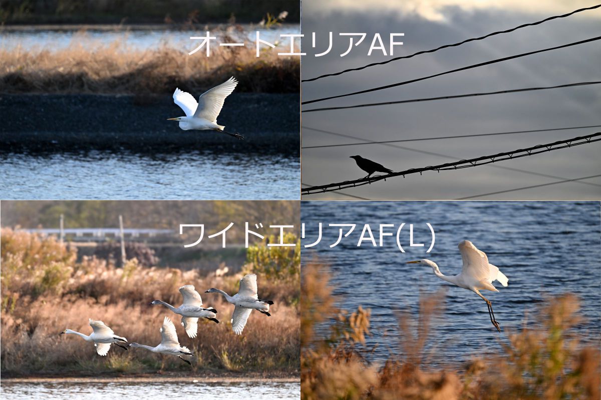 ニコン Z8＆超望遠レンズ］レビュー24「鳥専用モードの利便性と限界