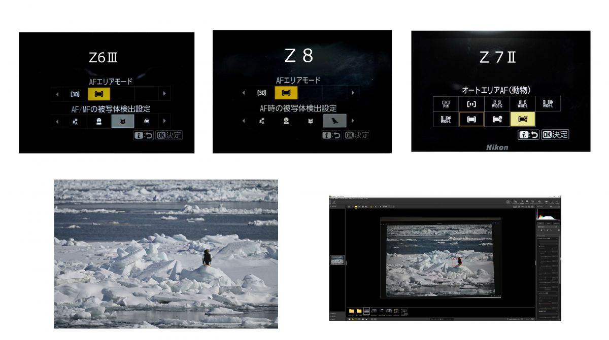 ニコンZ6Ⅲ］レビュー7「鳥認識についてZ8、Z7Ⅱと比較」 | GANREF