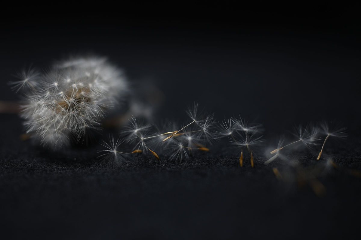 確認用写真 NIKKOR Z 35mm f/1.2 Sで撮影された写真 | 写真検索 | GANREF