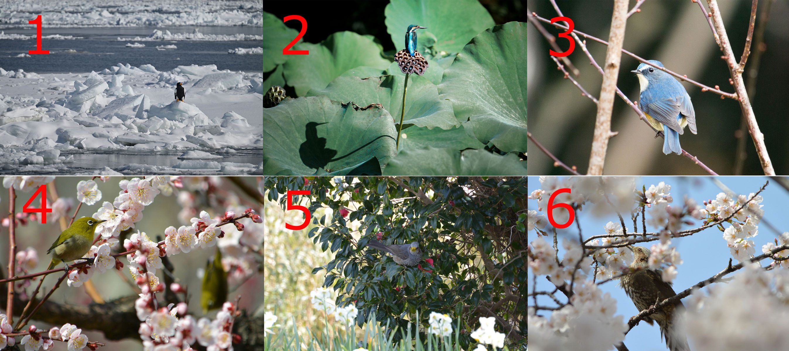 ニコンZ6Ⅲ］レビュー7「鳥認識についてZ8、Z7Ⅱと比較」 | GANREF