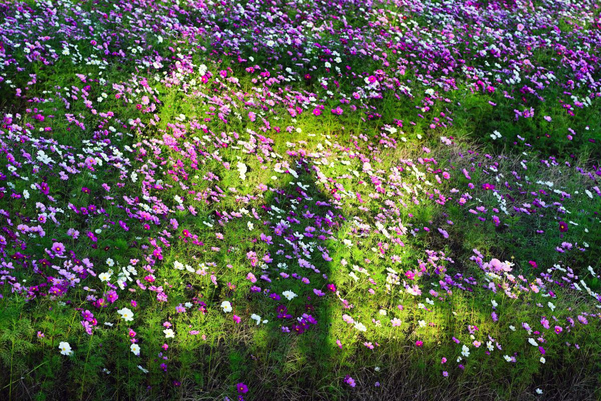 NEONEOさんのポートフォリオ | GANREF