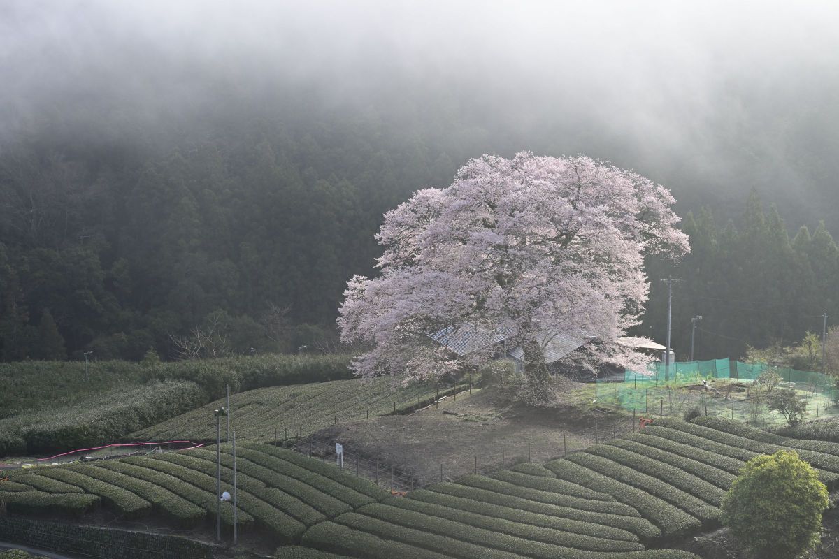 Z 8で撮影された写真 | 写真検索 | GANREF