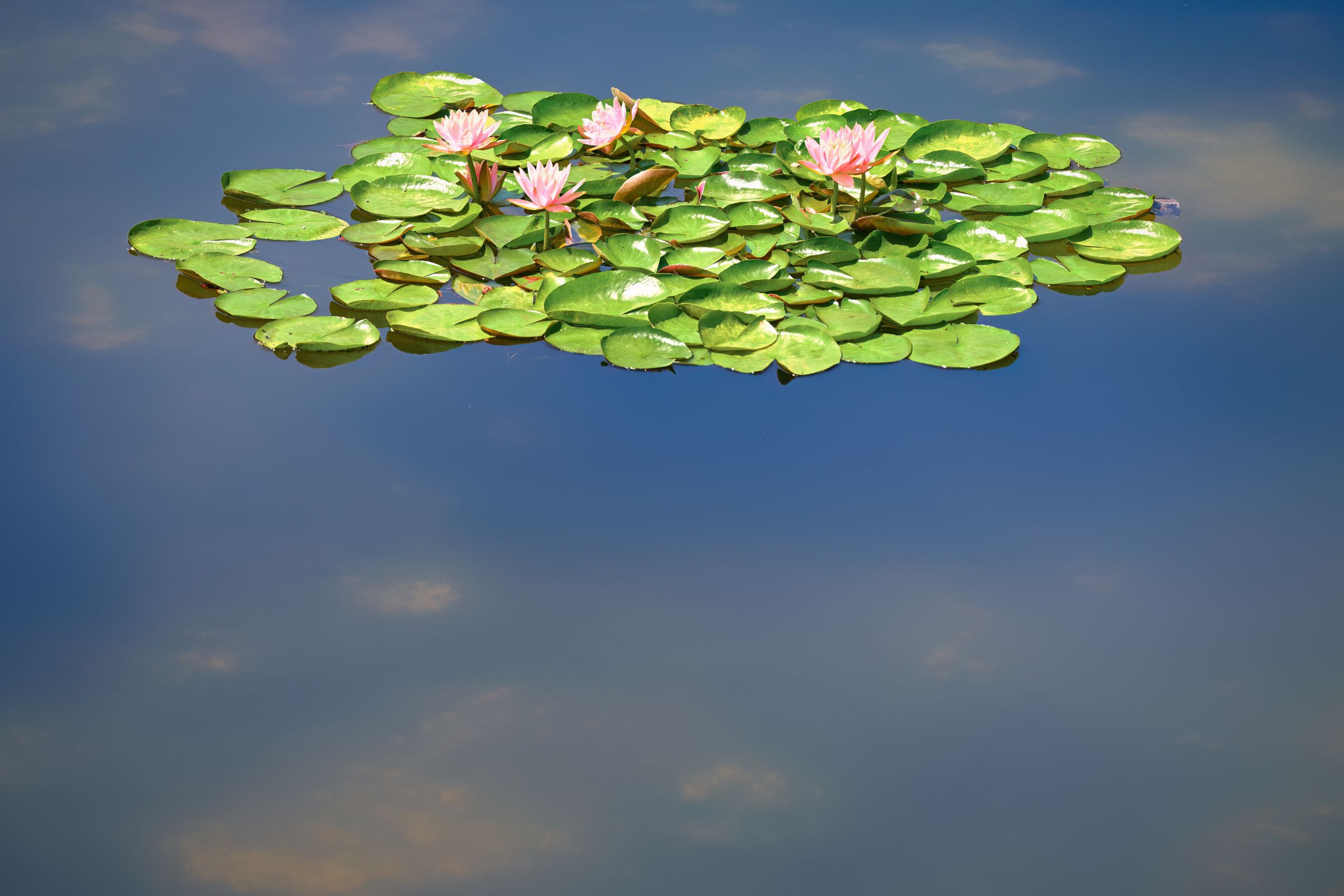 美麗! 高精細 プリント 写真 「青空へ・・・。」 SUGIYAMA | ⁡ ⁡ 青空 ⁡ ⁡ Camera : NikonZ8 Lens : NIKKOR Z 14