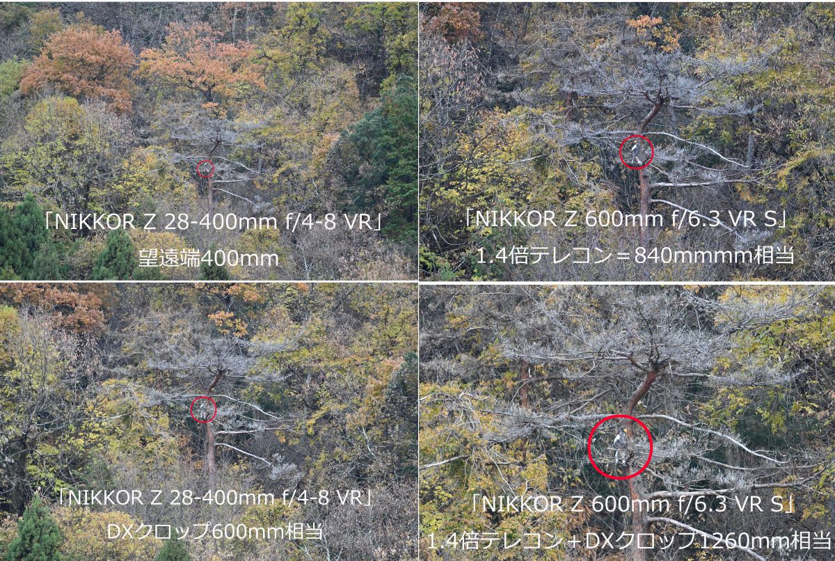 ニコン Z8＆超望遠レンズ］レビュー25「リベンジ・山本山のオオワシ