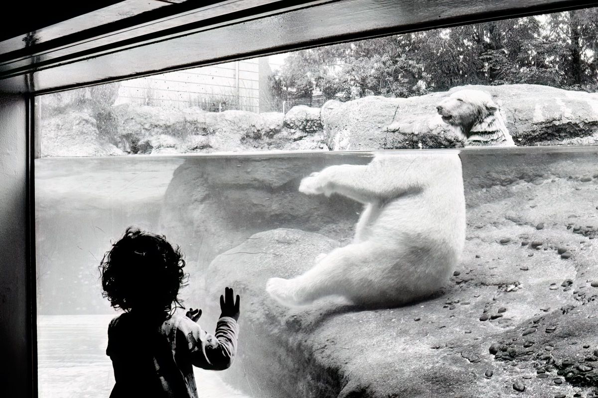 3.28撮影 オンファロデス小ぶり5苗 抜き苗 らくらくメルカリ便 【公式