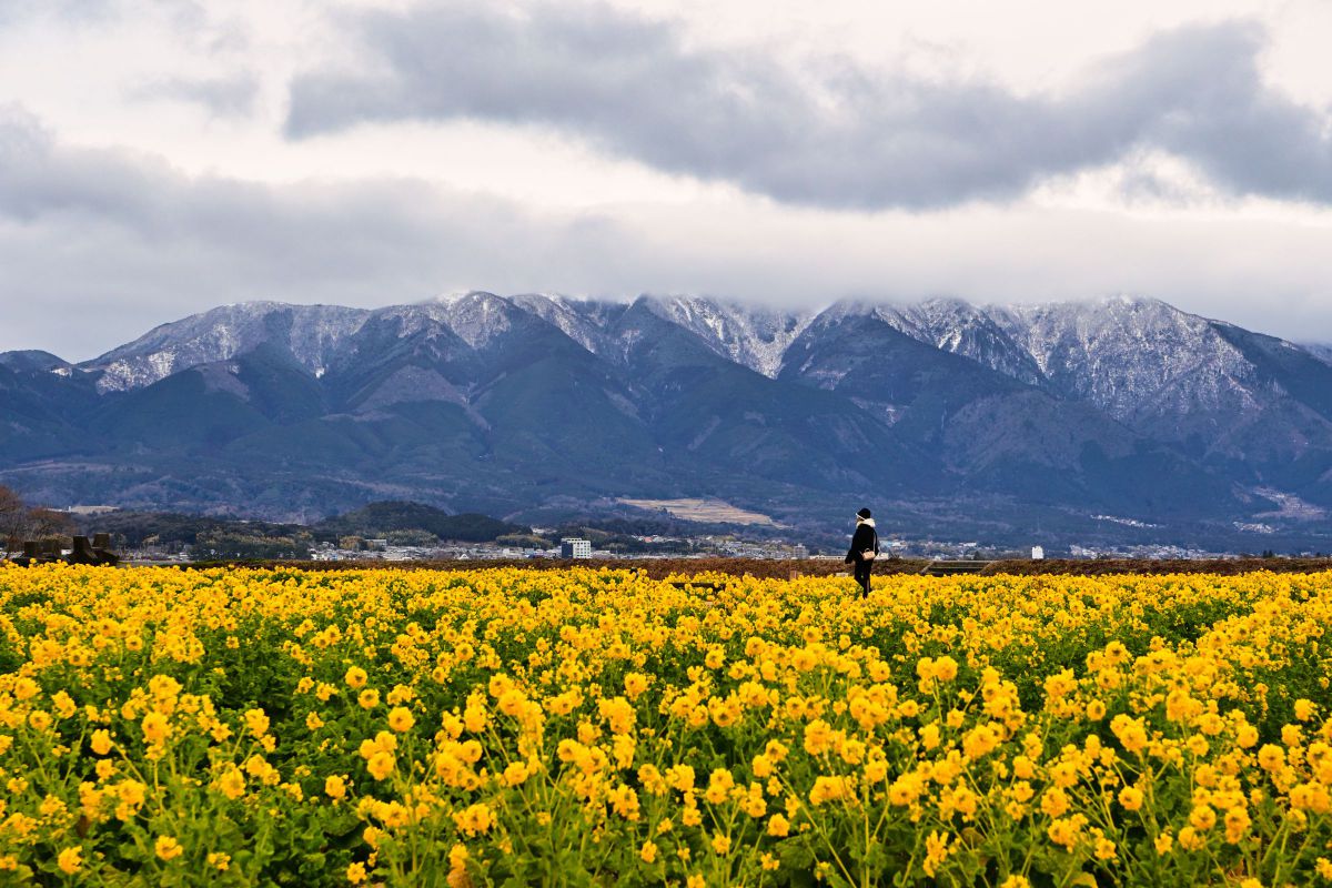 NIKKOR Z DX 16-50mm f/2.8 VRで撮影された写真 | 写真検索 | GANREF